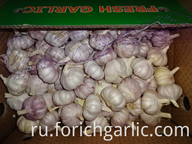 New Hybrid Garlic